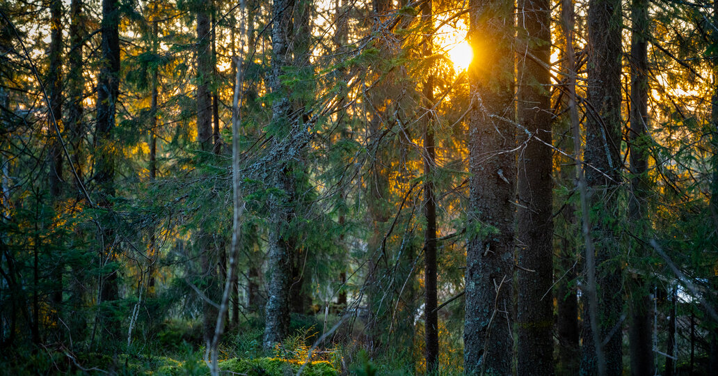 Skog