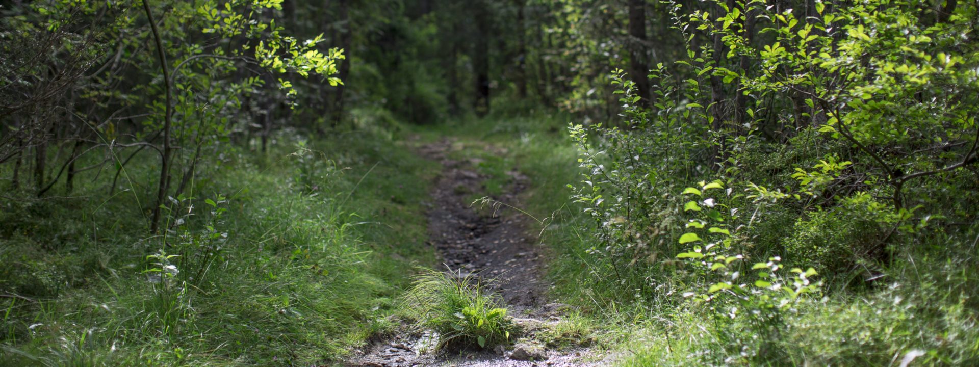 skogssti
